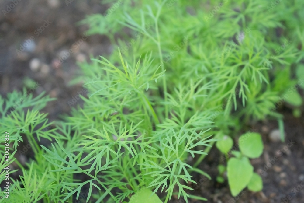 Dill green plants growing on a garden bed Dill green plants growing on a garden bed