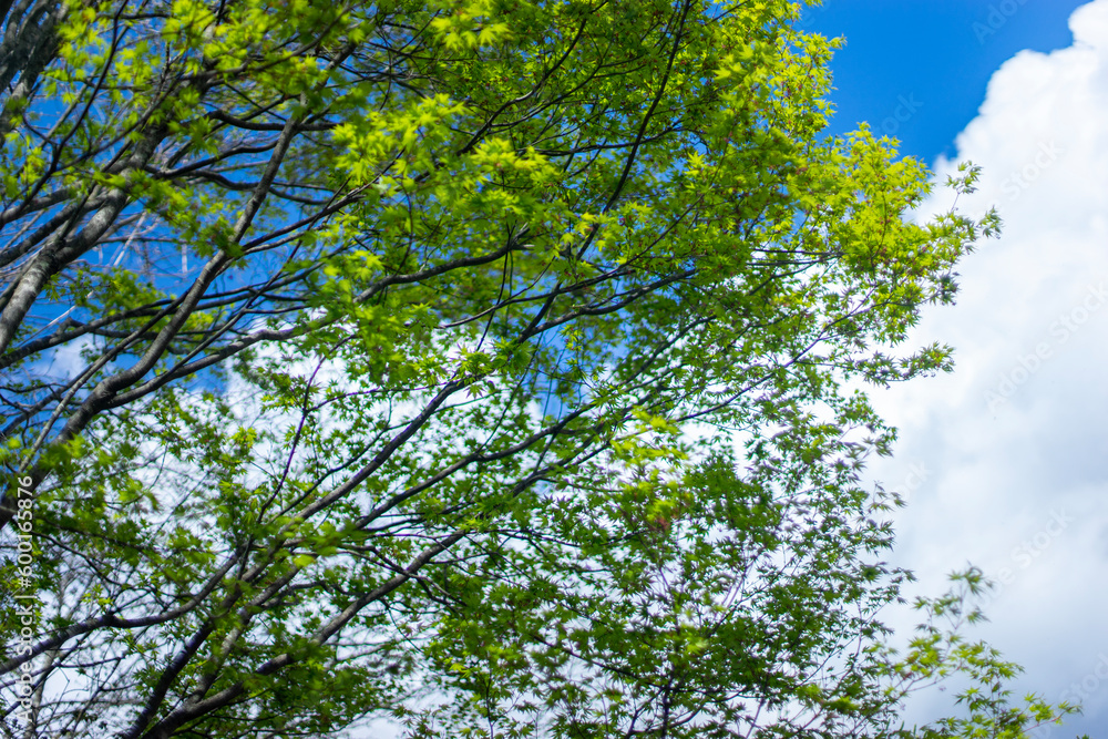 Obraz premium 新緑のもみじと雲