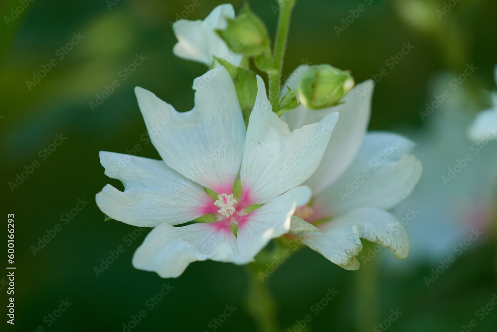 Obraz premium Thüringer Strauchpappel (Lavatera thuringiaca)