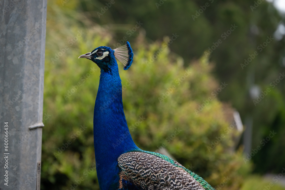 Obraz premium Pictures of animals and birds in the zoo in izmir, turkey, may 2025