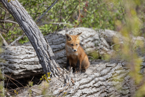 Young fox kits, less than four weeks old, explore surroundings while parents are nearby.