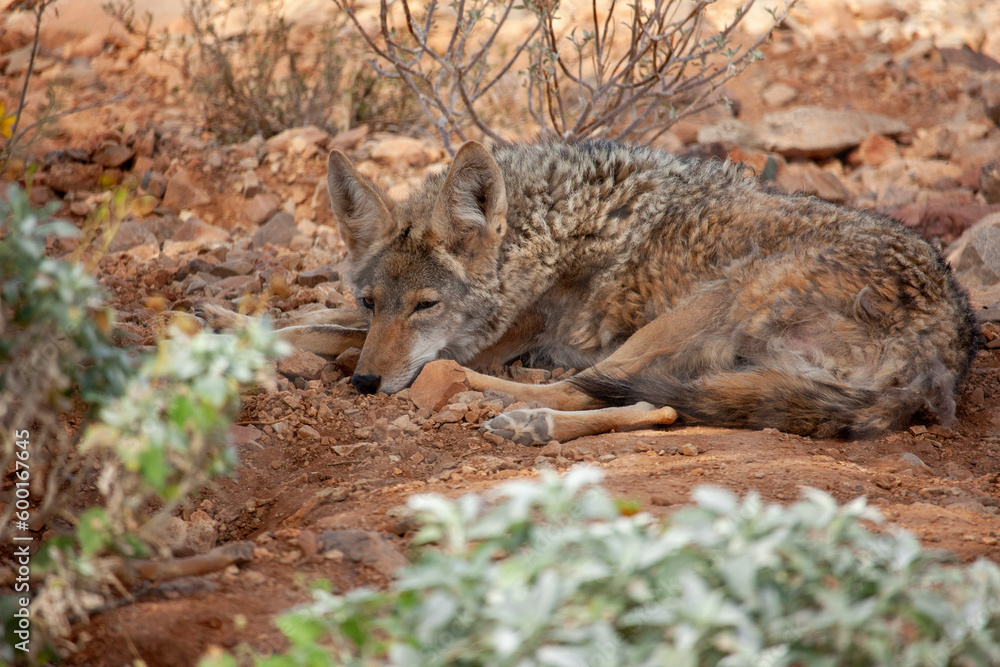Sleepy coyote Sleepy coyote