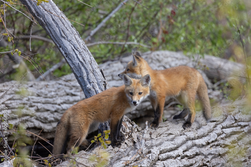 Naklejka premium Young fox kits, less than four weeks old, explore surroundings while parents are nearby.