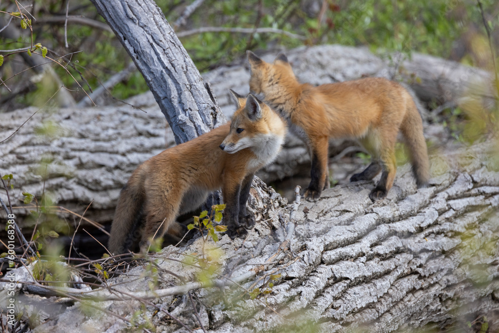 Young fox kits, less than four weeks old, explore surroundings while parents are nearby. Young fox kits, less than four weeks old, explore surroundings while parents are nearby.