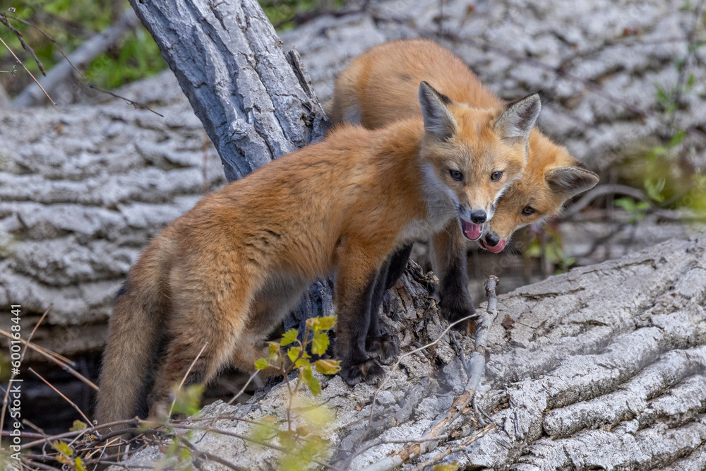 Young fox kits, less than four weeks old, explore surroundings while parents are nearby. Young fox kits, less than four weeks old, explore surroundings while parents are nearby.