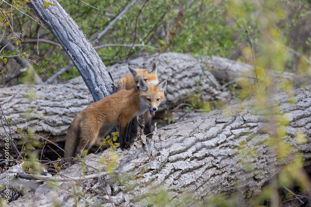 Young fox kits, less than four weeks old, explore surroundings while parents are nearby. Young fox kits, less than four weeks old, explore surroundings while parents are nearby.