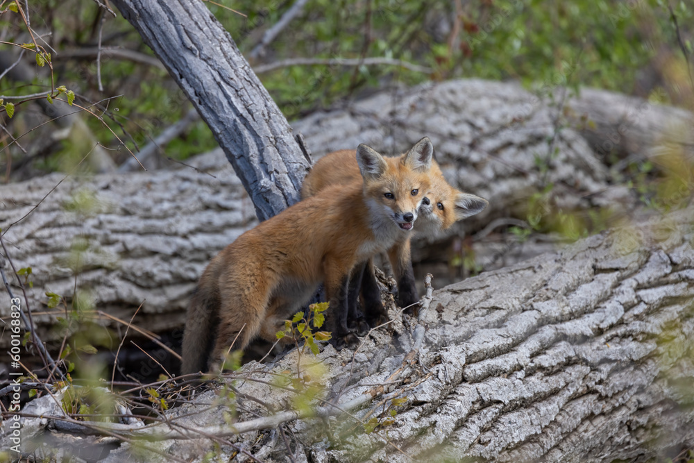 Young fox kits, less than four weeks old, explore surroundings while parents are nearby. Young fox kits, less than four weeks old, explore surroundings while parents are nearby.