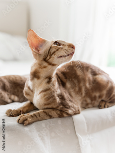 Portrait of cute oriental breed cat looking at right side