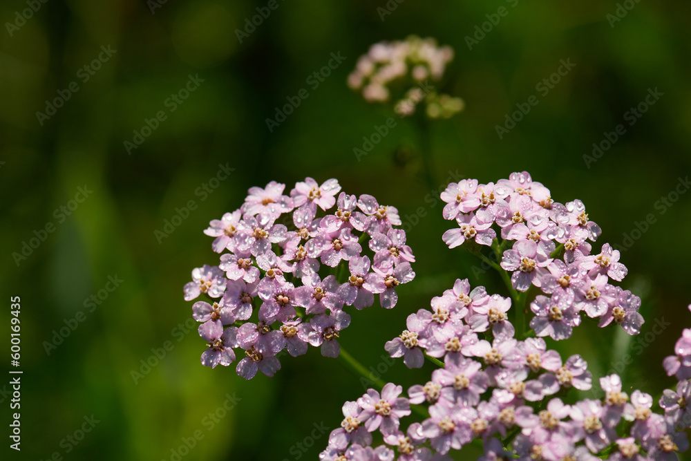 Schafgarbe (Achillea millefolium L.) Schafgarbe (Achillea millefolium L.)