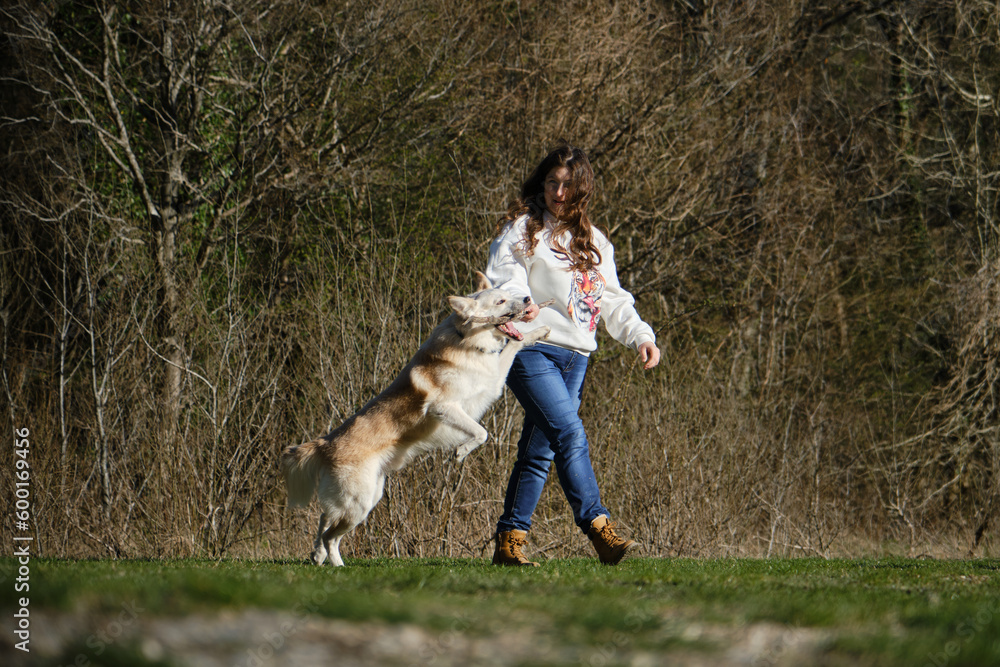 Fototapeta premium Half breed Swiss Shepherd dog plays with stick. Female Pet owner has fun with pets outside on clearing near forest in spring. Young Caucasian woman walks in field with white red dog of mixed breed.