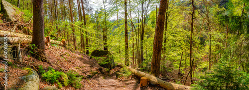 Panoramic with magical enchanted fairytale forest with fern, moss, lichen and sandstone rocks at the hiking trail in the national park Saxon Switzerland, Bad Schandau, Saxony, Germany.
