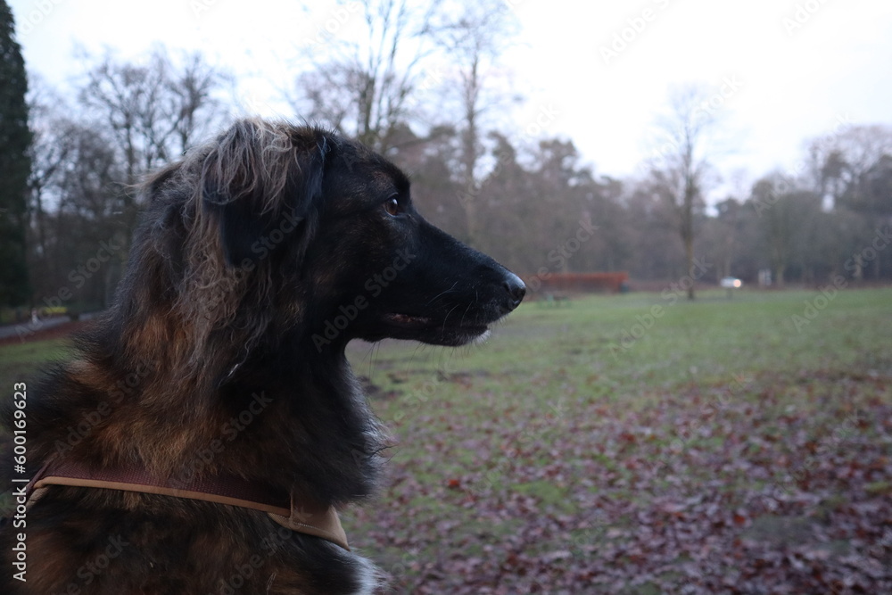 Fototapeta premium Dog in Nature