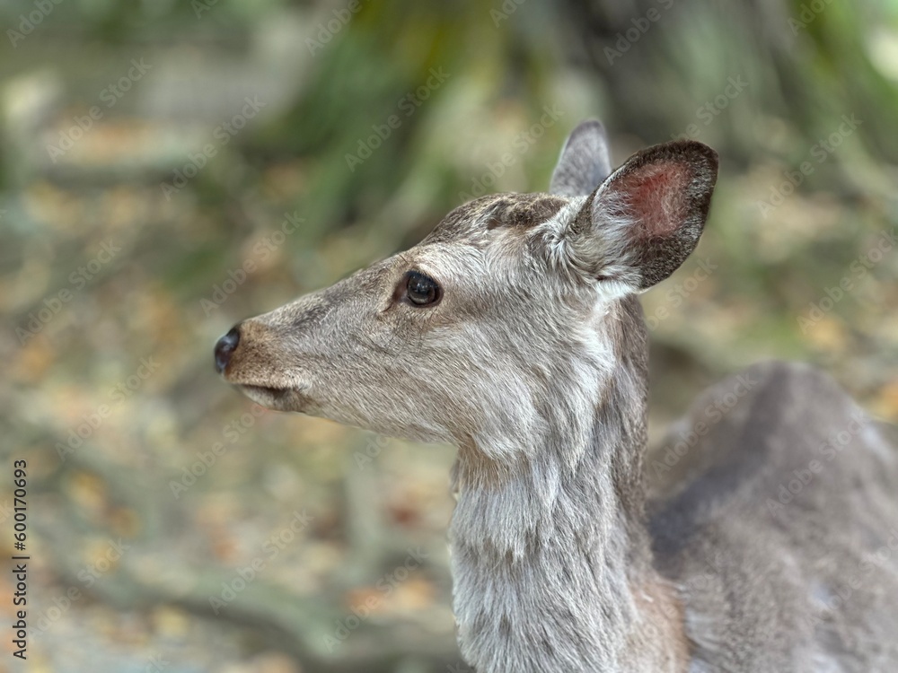 Fototapeta premium Graceful Majesty: Captivating Portrait of a Majestic Deer in the Wild