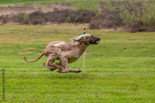 Afghan Hound sprints down the track. © photoPepp