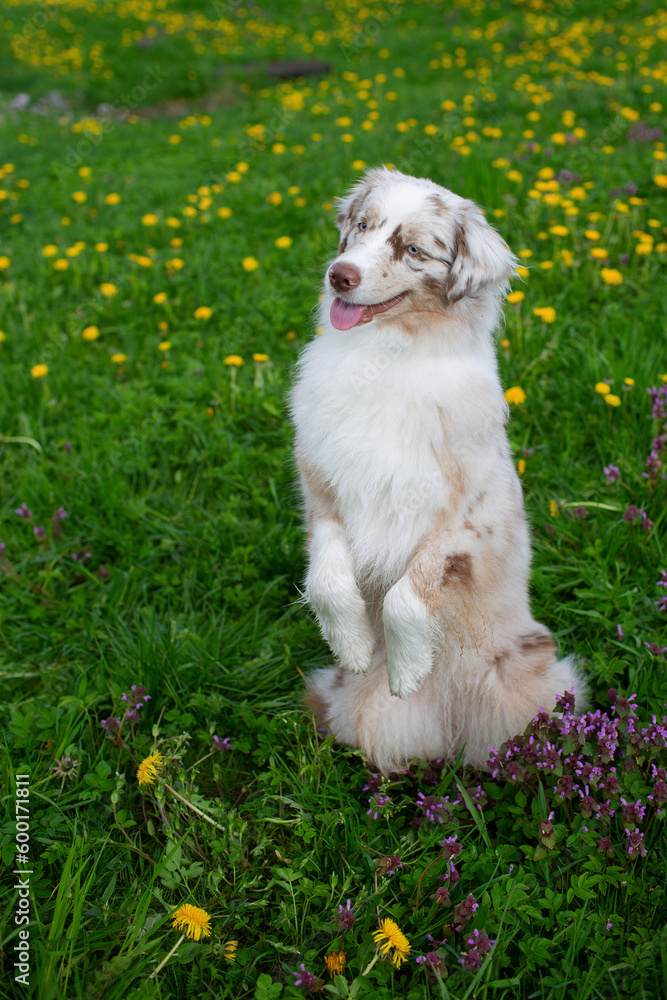 close-up of a blue merle australian shepherd dog with blue eyes, stands on its hind legs in a bunny team in a park on the grass, blurred background
