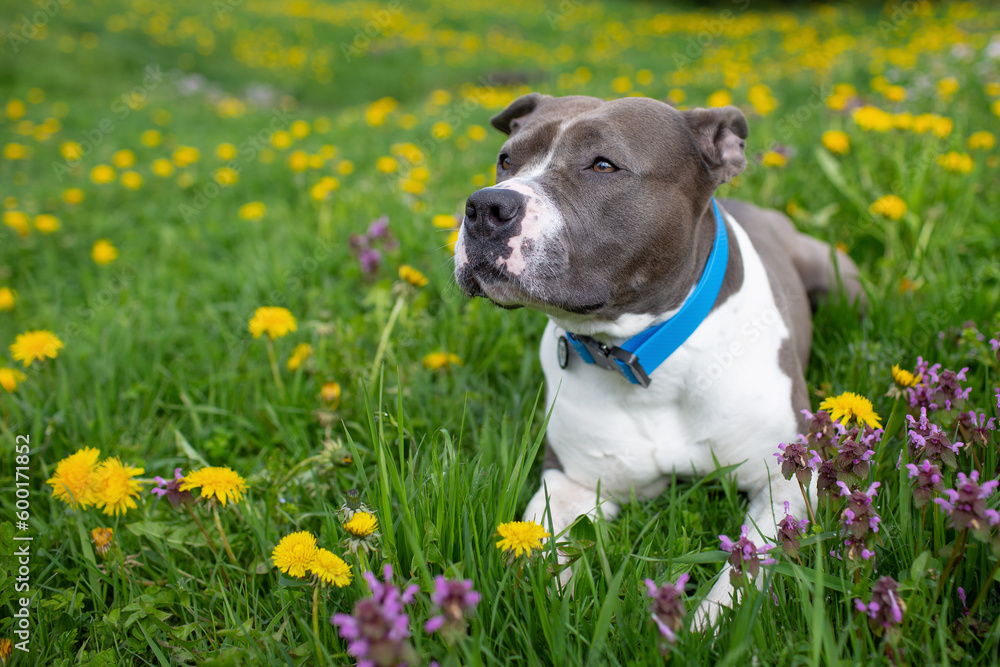 Close-up of an english staffordshire bull terrier in a park outdoors.