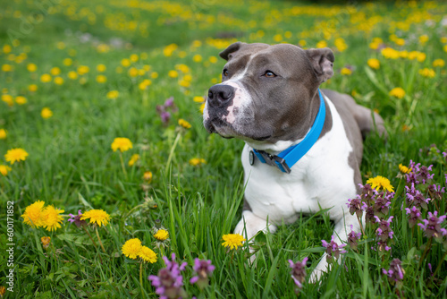 Fotografie Close-up of an english staffordshire bull terrier in a park outdoors