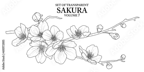 Cute hand drawn isolated black outline of Sakura on transparent background png file (Volume 7)