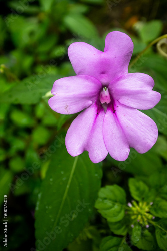 closeup up photo of violet flower of Impatiens platypetala (he broad-petaled touch-me-not), a species native to the eastern himalayas