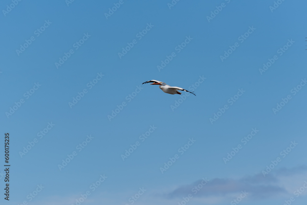 American White Pelican Flying In A Blue Sky American White Pelican Flying In A Blue Sky