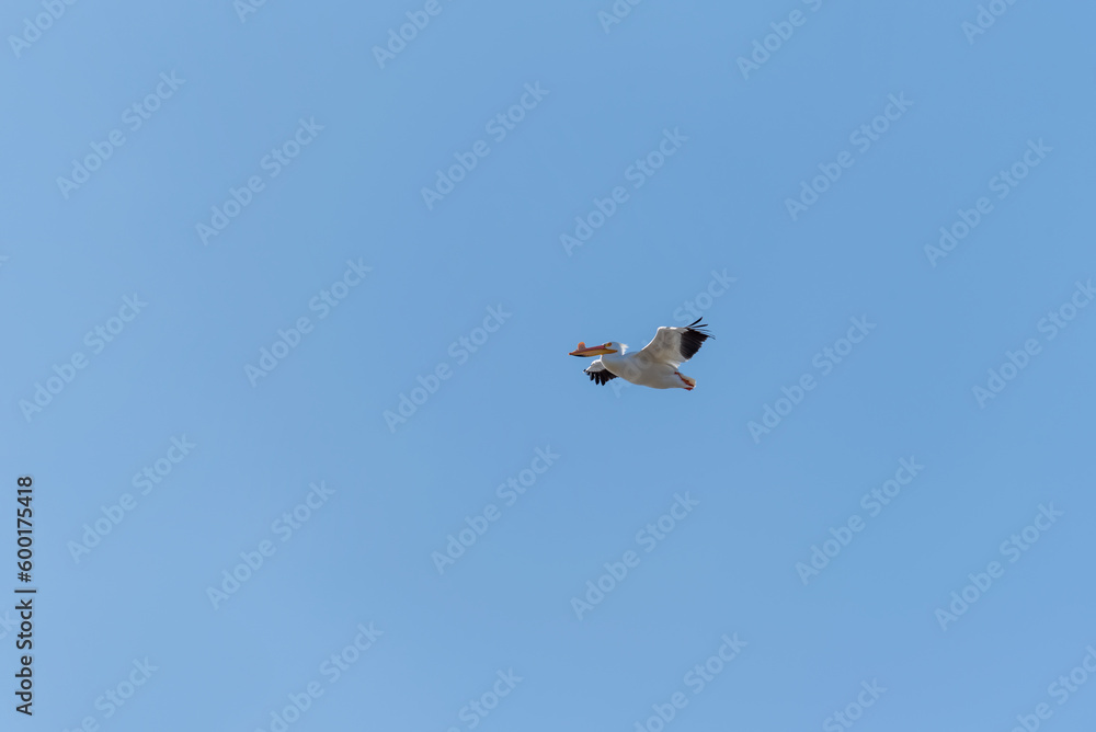American White Pelican Flying In A Blue Sky