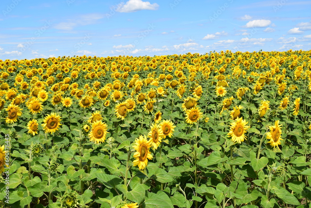 field of sunflowers