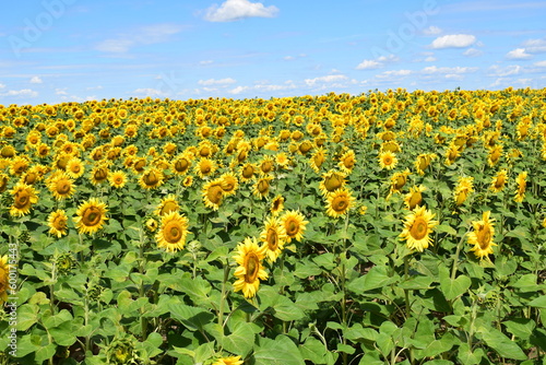 field of sunflowers © Людмила Денисенко