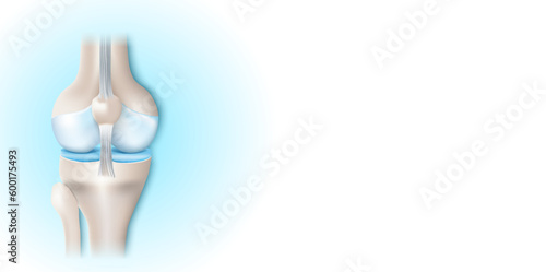 Bones of Knee joint
