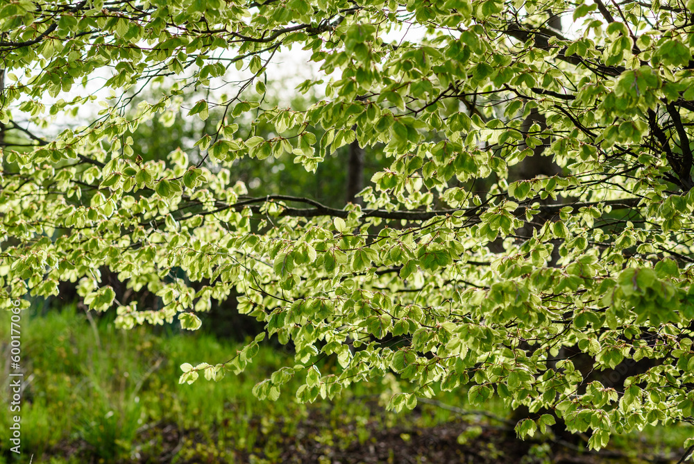 Buchenblätter im Gegenlicht im Frühjahr Buchenblätter im Gegenlicht im Frühjahr