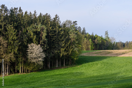 Wald und Wiese im Frühjahr bei Sonne