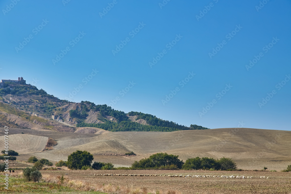 Fototapeta premium flock of sheep grazing on the hill