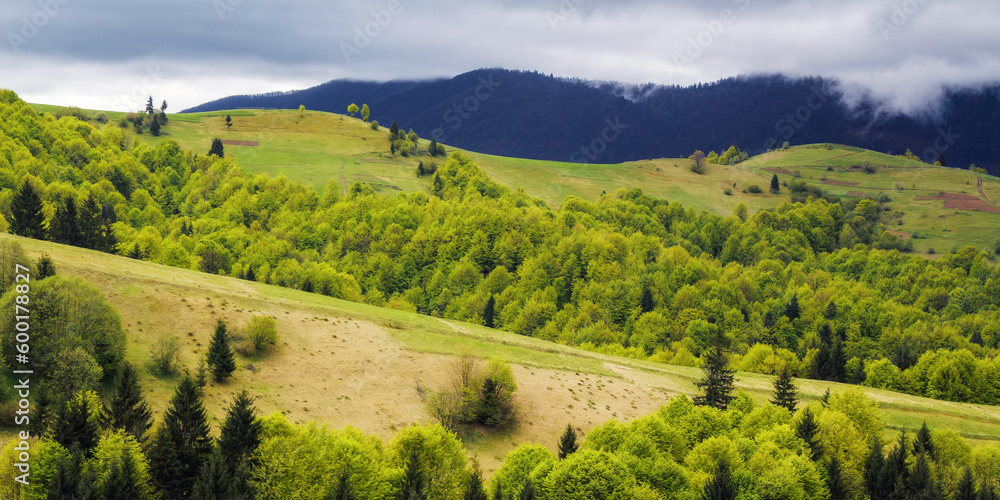 countryside scenery with meadow in mountains. grassy rural fields and pastures on the hills. cloudy day in spring