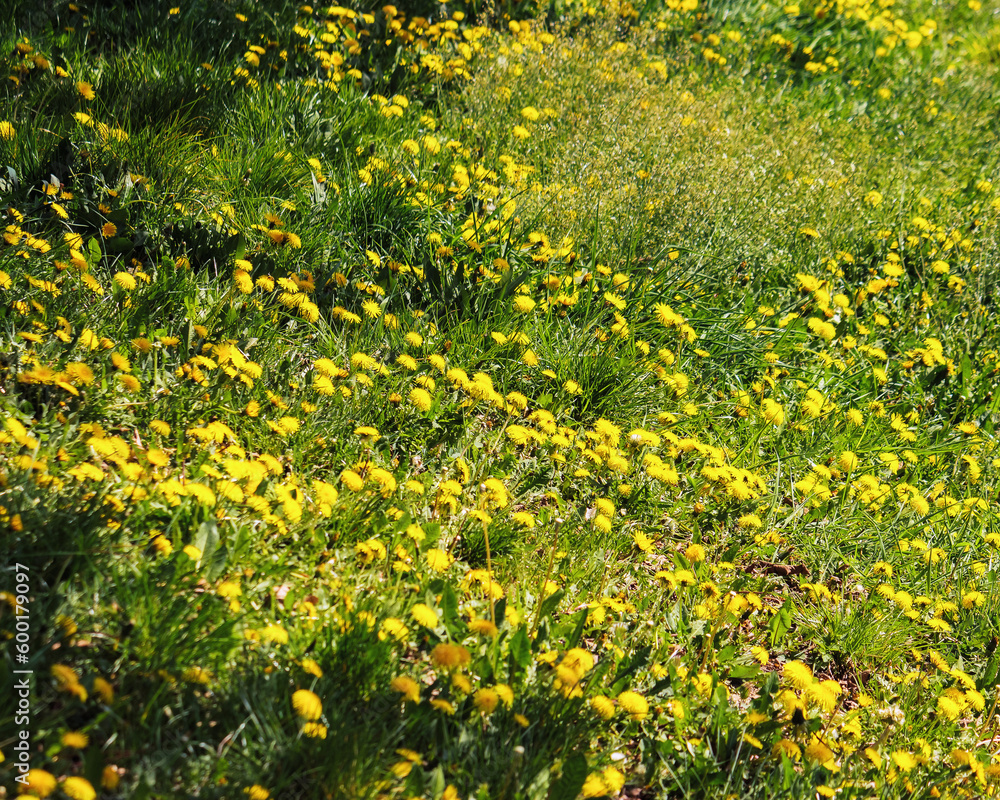 Obraz premium grassy glade with blooming dandelions. natural floral background on a sunny day