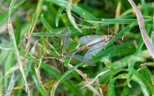 Two maiting, Spotted crane flies, Lat. Nephrotoma appendiculata, spotted cranefly,