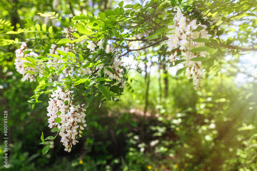 Bright green foliage on acacia trees. Fresh flora. Blooming white acacia in nature in the spring. Bright green foliage on acacia trees. Fresh flora. Blooming white acacia in nature in the spring.
