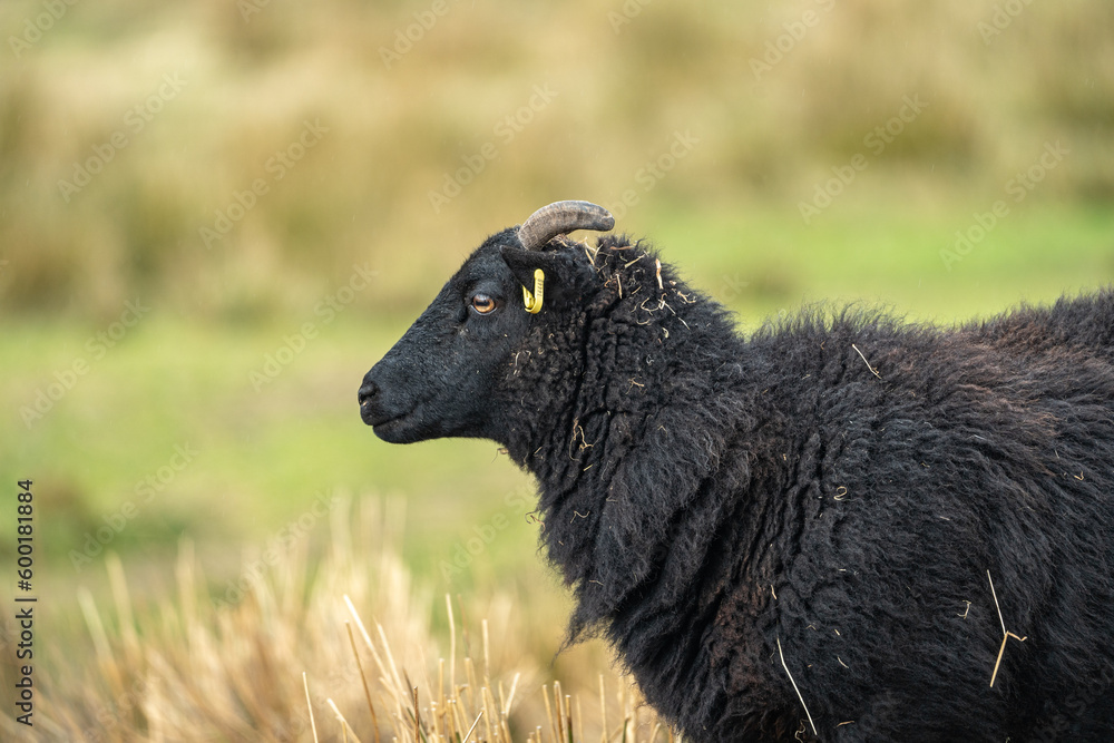 Close up of Scottish Sheep in the Highlands Close up of Scottish Sheep in the Highlands