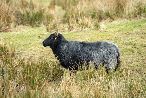 Scottish Sheep in the Highlands