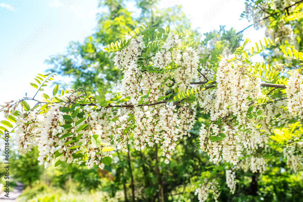 Collect nectar from the white flowers of pseudoacacia c on a summer day. Fresh foliage on flowering acacia with a spicy aroma Collect nectar from the white flowers of pseudoacacia c on a summer day. Fresh foliage on flowering acacia with a spicy aroma
