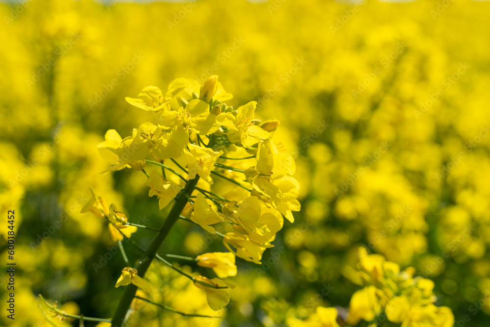 Canola flowers under clear blue sky. Blooming flowering rapeseed canola or colza in latin Brassica Napus, plant for green energy and oil industry, rape seed on blue sky background.
