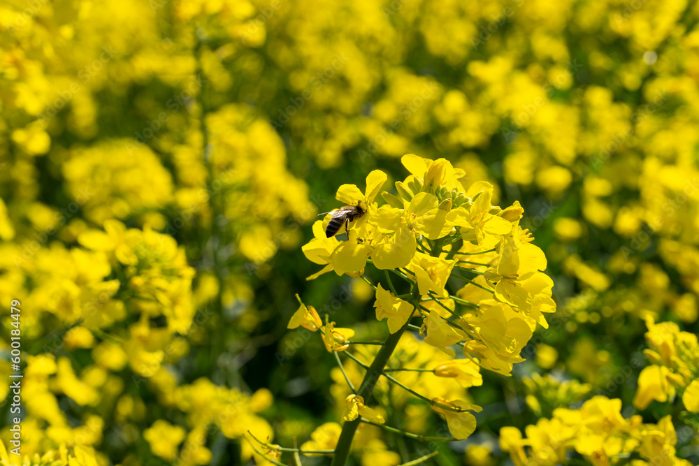 Canola flowers under clear blue sky. Blooming flowering rapeseed canola or colza in latin Brassica Napus, plant for green energy and oil industry. Honey bee collecting pollen and nectar, pollinating. Canola flowers under clear blue sky. Blooming flowering rapeseed canola or colza in latin Brassica Napus, plant for green energy and oil industry. Honey bee collecting pollen and nectar, pollinating.
