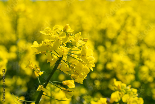 Obraz na płótnie Canola flowers under clear blue sky. Blooming flowering rapeseed canola or colza in latin Brassica Napus, plant for green energy and oil industry, rape seed on blue sky background. w salonie