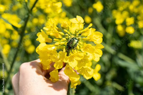 Canola flowers under clear blue sky. Blooming flowering rapeseed canola or colza in latin Brassica Napus, plant for green energy and oil industry, rape seed on blue sky background.