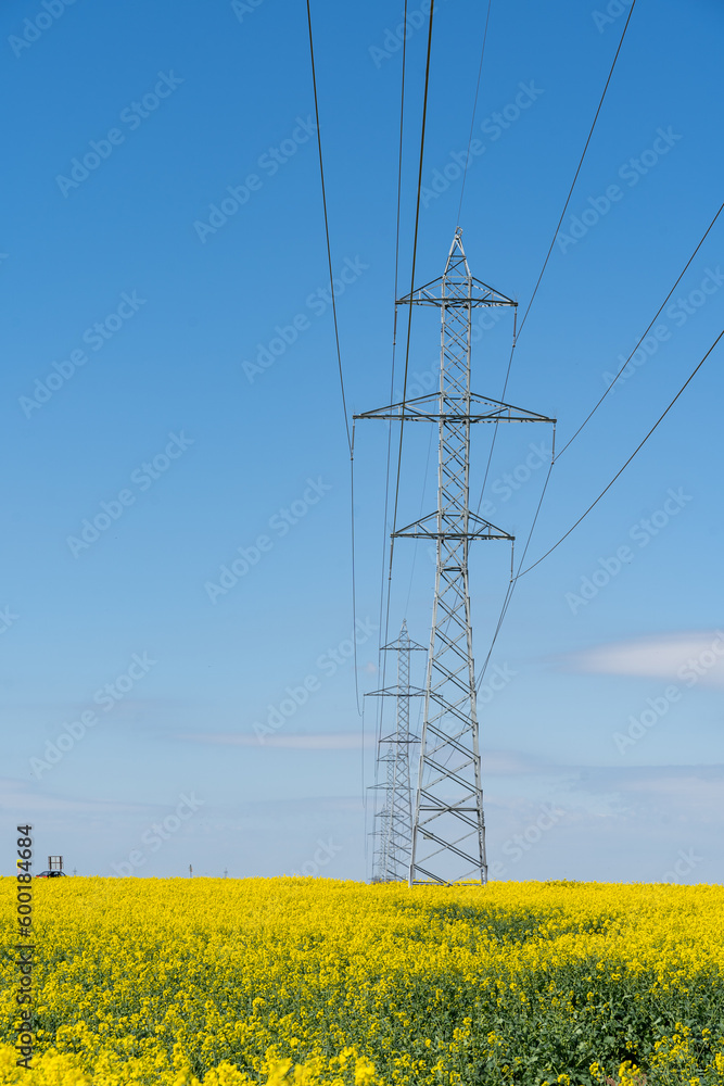 Transmission towers in the middle of blooming flowering rapeseed canola or colza in latin Brassica Napus, plant for green energy and oil industry, rape seed on blue sky background.