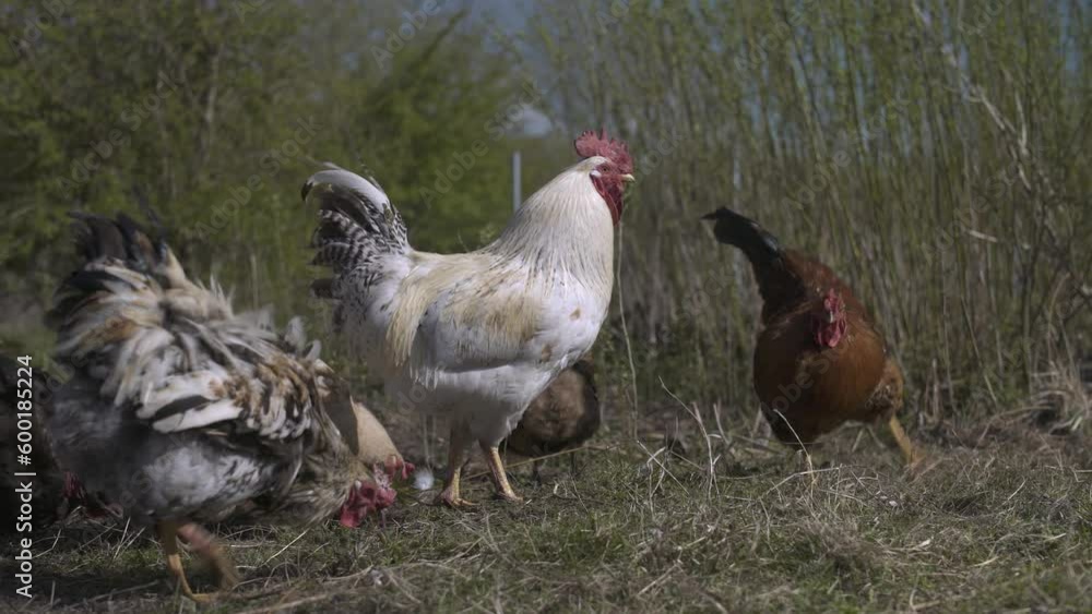 Rooster walking in field among poultry. Low angle shot Rooster walking in field among poultry. Low angle shot