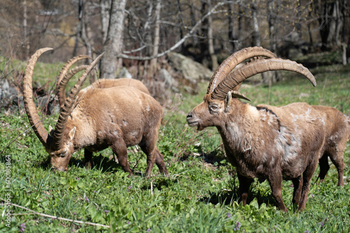 wild alpine capra ibex grazing in the mountain  italian alps . pian della mussa natural park  balme