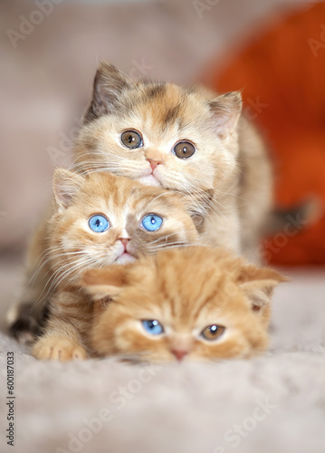 Kitten Babykatzen Stapel übereinander Odd eyed © Wabi-Sabi Fotografie