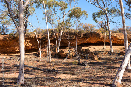 Eucalyptus trees at the granite rock in the outback  western australia  autralia  ozeanien