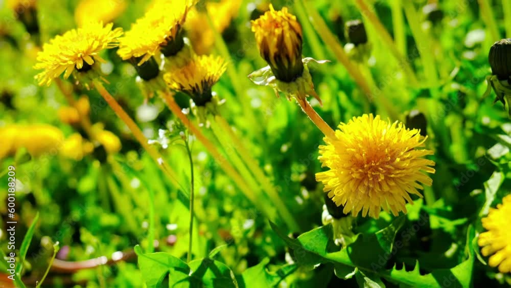 Yellow dandelions bloom in the garden. Selective focus. Yellow dandelions bloom in the garden. Selective focus.