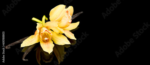 Vanilla flower and pods close up. Vanilla beans isolated on black background, macro shot. Aromatic condiments