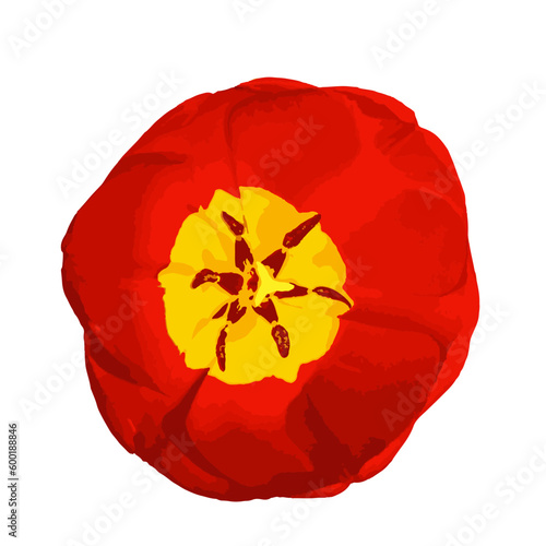 Tulip flower isolated on white background. Tulipa flatlay close up. Vector watercolor illustration.